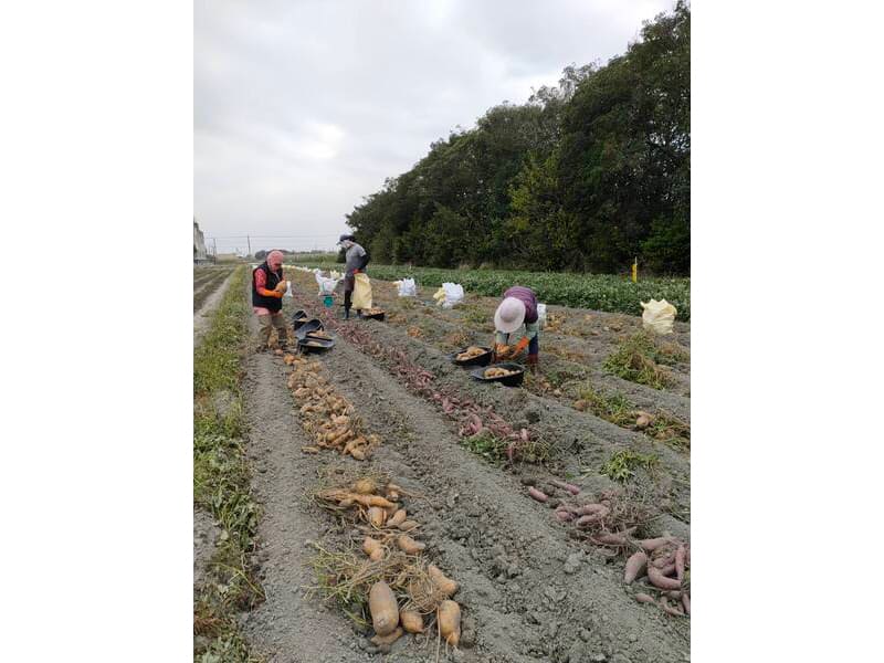 地瓜採收