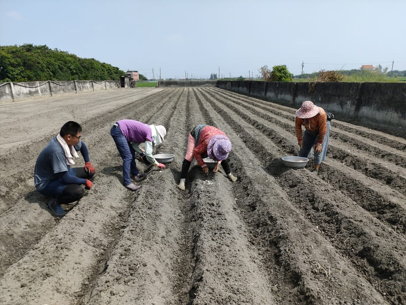人工種植蒜頭