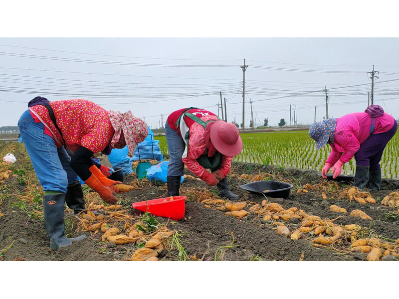地瓜採收