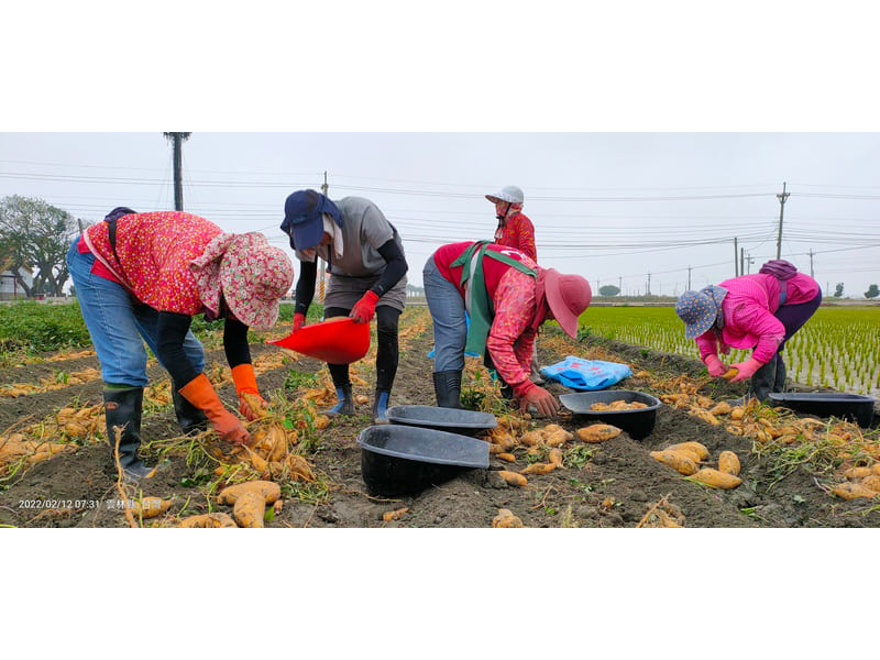 地瓜採收