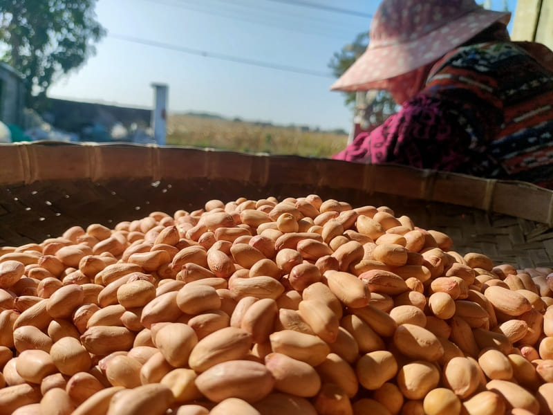 挑選花生製作花生糖