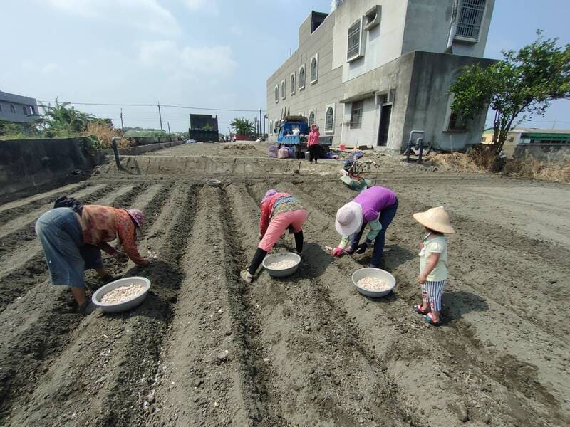種植蒜頭