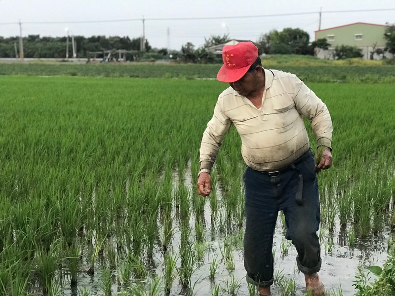 老農與水稻